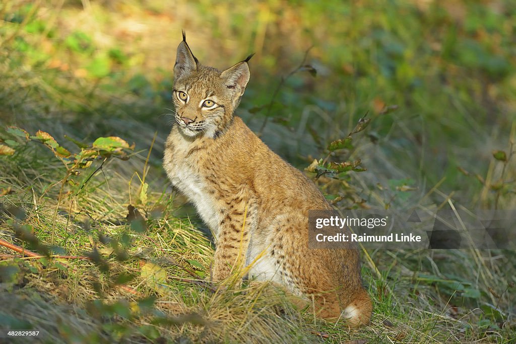 European Lynx, Lynx Lynx