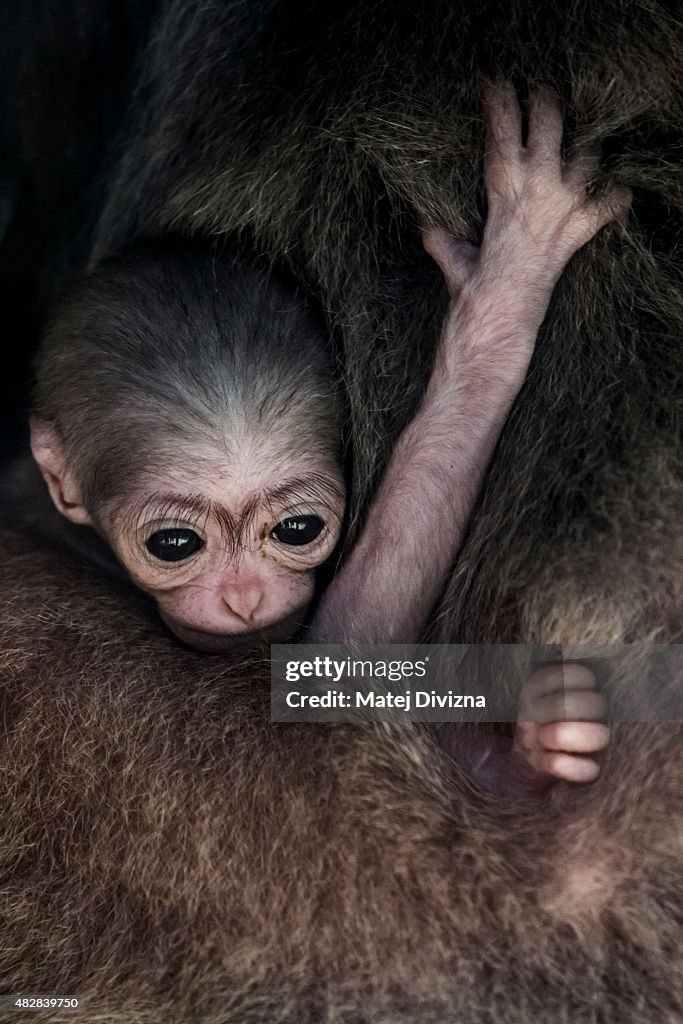 A Rare Baby Silvery Gibbon Makes A Public Appearance At Prague Zoo