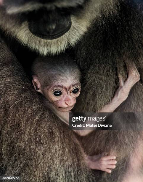 Silvery gibbon Alangalang holds her seven-old-day baby at Prague Zoo on August 3, 2015 in Prague, Czech Republic. According to Prague Zoo, the baby...