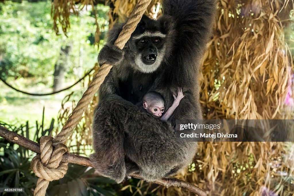 A Rare Baby Silvery Gibbon Makes A Public Appearance At Prague Zoo