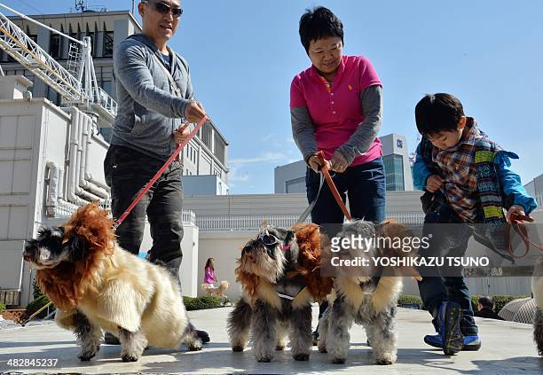Dogs, wearing mane-like decorations, walk on the rooftop of the Mitsukoshi department store in Tokyo on April 5, 2014. One hundred lion looking dogs...