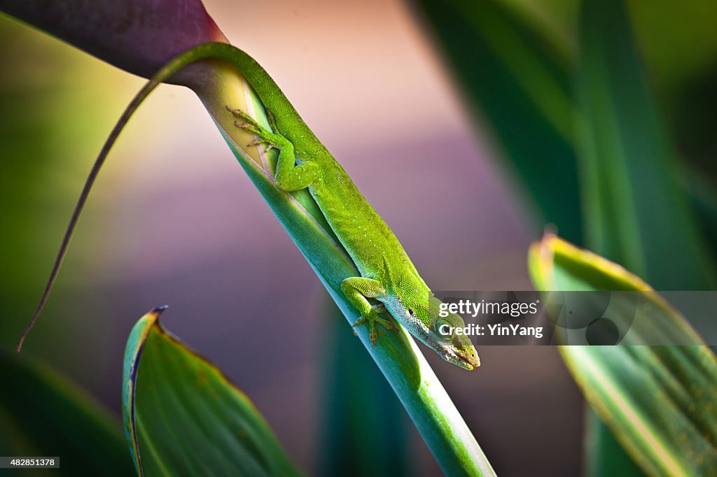 Green Gecko Lizard on Bird of Paradise Flower, Kauai, Hawaii