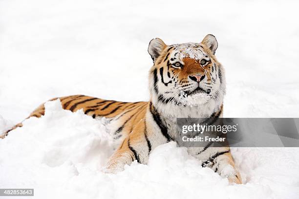 tiger in snow - tiger stripes stock pictures, royalty-free photos & images
