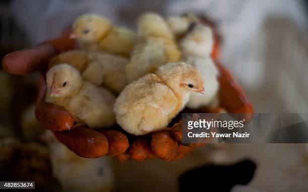 Kashmir government employee Shows chicks inside a chicken hatchery on August 03, 2015 in Srinagar, the summer capital of Indian administered Kashmir,...
