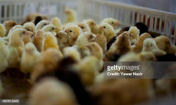 Kashmir government employees work inside a chicken hatchery on August 03, 2015 in Srinagar, the summer capital of Indian administered Kashmir, India....