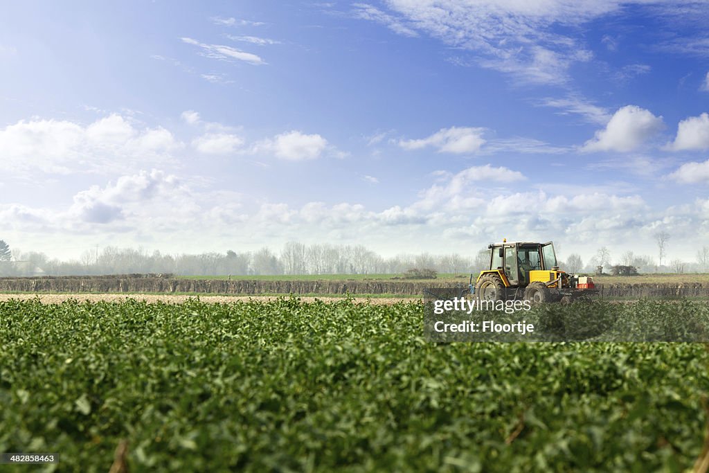 Landscape: Potato Field and Tractor
