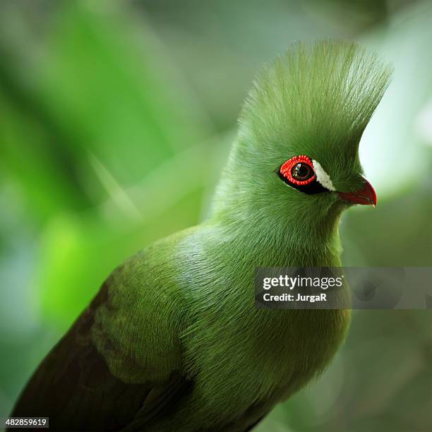 knysna lourie - tauraco corythaix - rainforest animal stock pictures, royalty-free photos & images