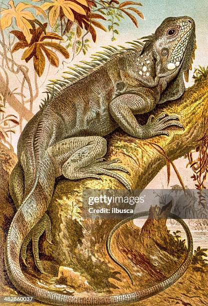 antique color illustration of iguana - iguana stock illustrations