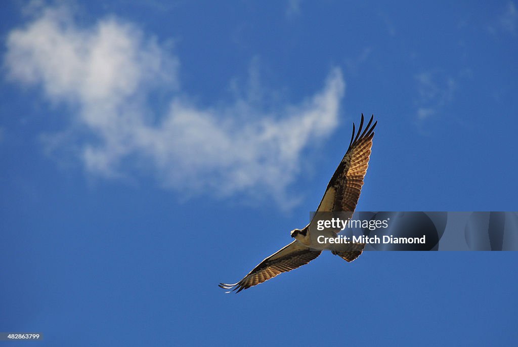 Flying Raptor High-Res Stock Photo - Getty Images