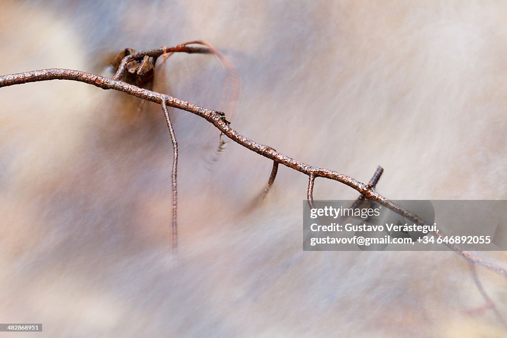 Twig over silky smooth water