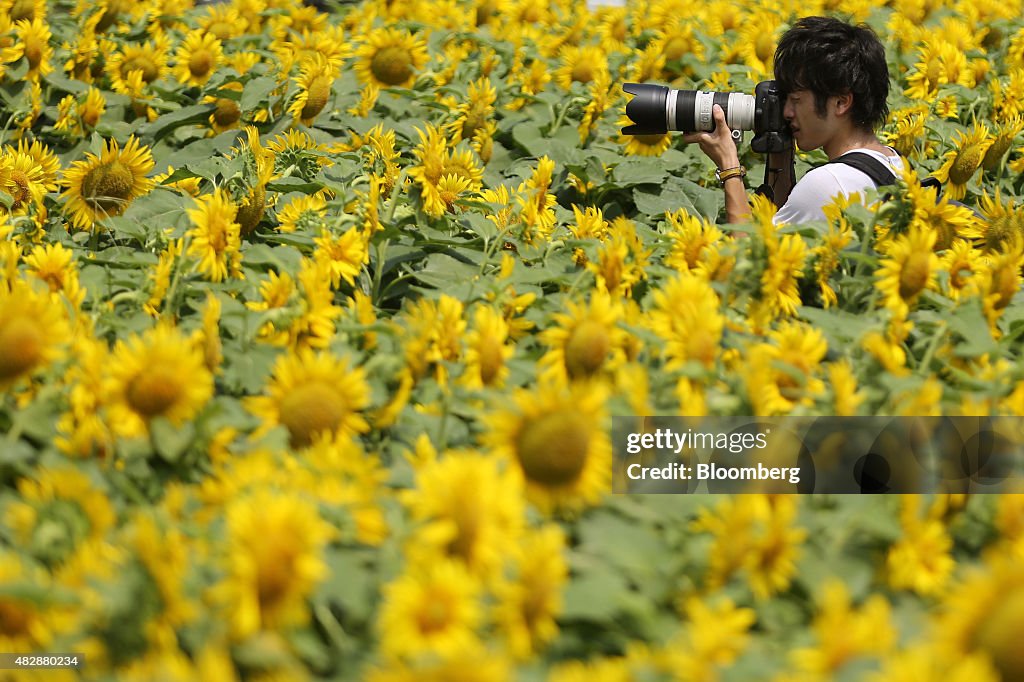 Sunflowers In Bloom At Fields