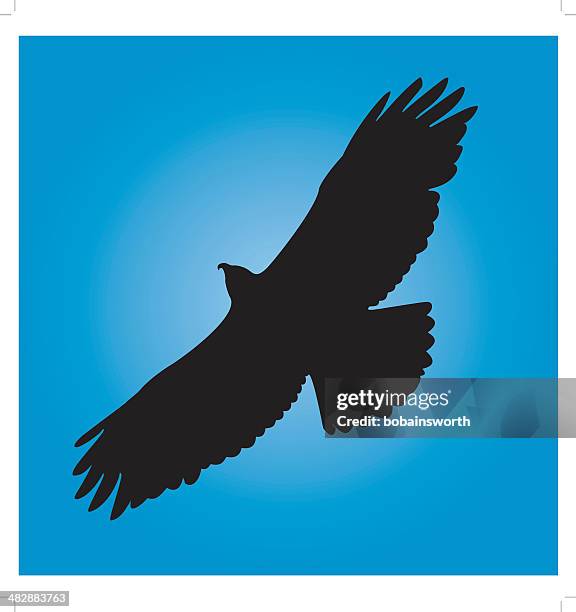 hawk in flight - hawk bird stock illustrations