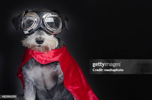 super dog - cute or scary curious animal costumes from the archives stock pictures, royalty-free photos & images