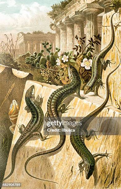 antique color illustration of common wall lizard (podarcis muralis) - lacertidae stock illustrations