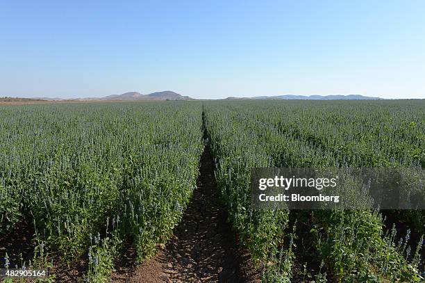 Young chia plants grow on farmland operated by Kimberley Agricultural Investment, a subsidiary of Shanghai Zhongfu Group, in Kununurra, Australia, on...