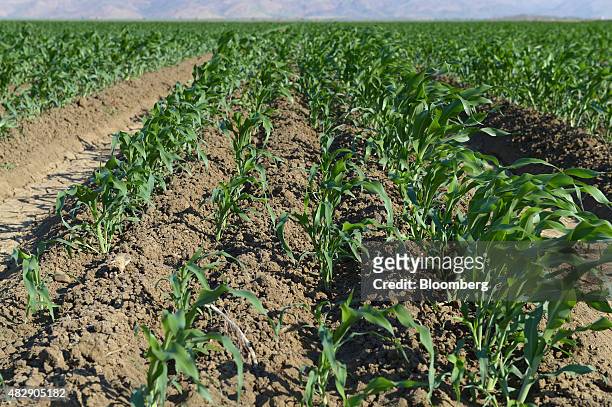 Young sorghum plants grow on farmland operated by Kimberley Agricultural Investment, a subsidiary of Shanghai Zhongfu Group, in Kununurra, Australia,...
