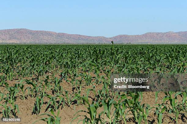 Young sorghum plants grow on farmland operated by Kimberley Agricultural Investment, a subsidiary of Shanghai Zhongfu Group, in Kununurra, Australia,...