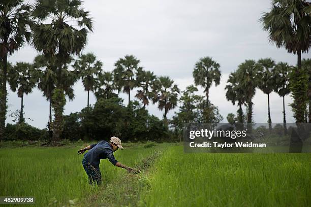 Rice farmer works in a field inside the planned Dawei SEZ on August 3, 2015 in Nabule, Myanmar. The controversial, multi-billion dollar Dawei special...