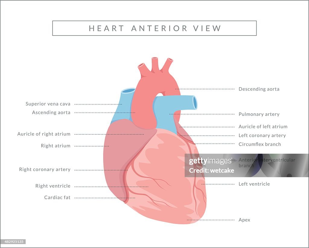 Coeur humain vue antérieure