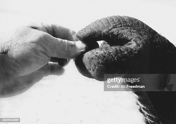 An elephant delicately plucks a peanut from a man's hand in Florida, circa 1992.