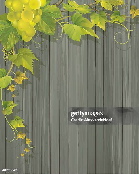 grapevine and wooden wall background - grape leaf stock illustrations