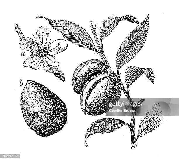 ilustraciones, imágenes clip art, dibujos animados e iconos de stock de anticuario ilustración de almendro (prunus dulcis, prunus amygdalus - almond branch