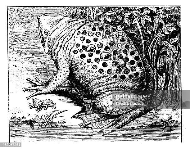 antique illustration of surinam toad or star-fingered toad (pipa pipa) - toad stock illustrations