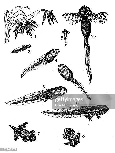 44点のオタマジャクシイラスト素材 Getty Images 44点のオタマジャクシイラスト素材 Getty Images