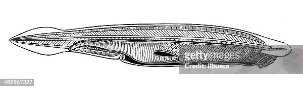 antique illustration of branchiostoma lanceolatum or amphioxus - cephalochordate stock illustrations