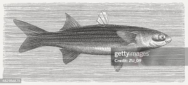 mullet (mugil capito). wood engraving, published in 1884 - mullet fish stock illustrations