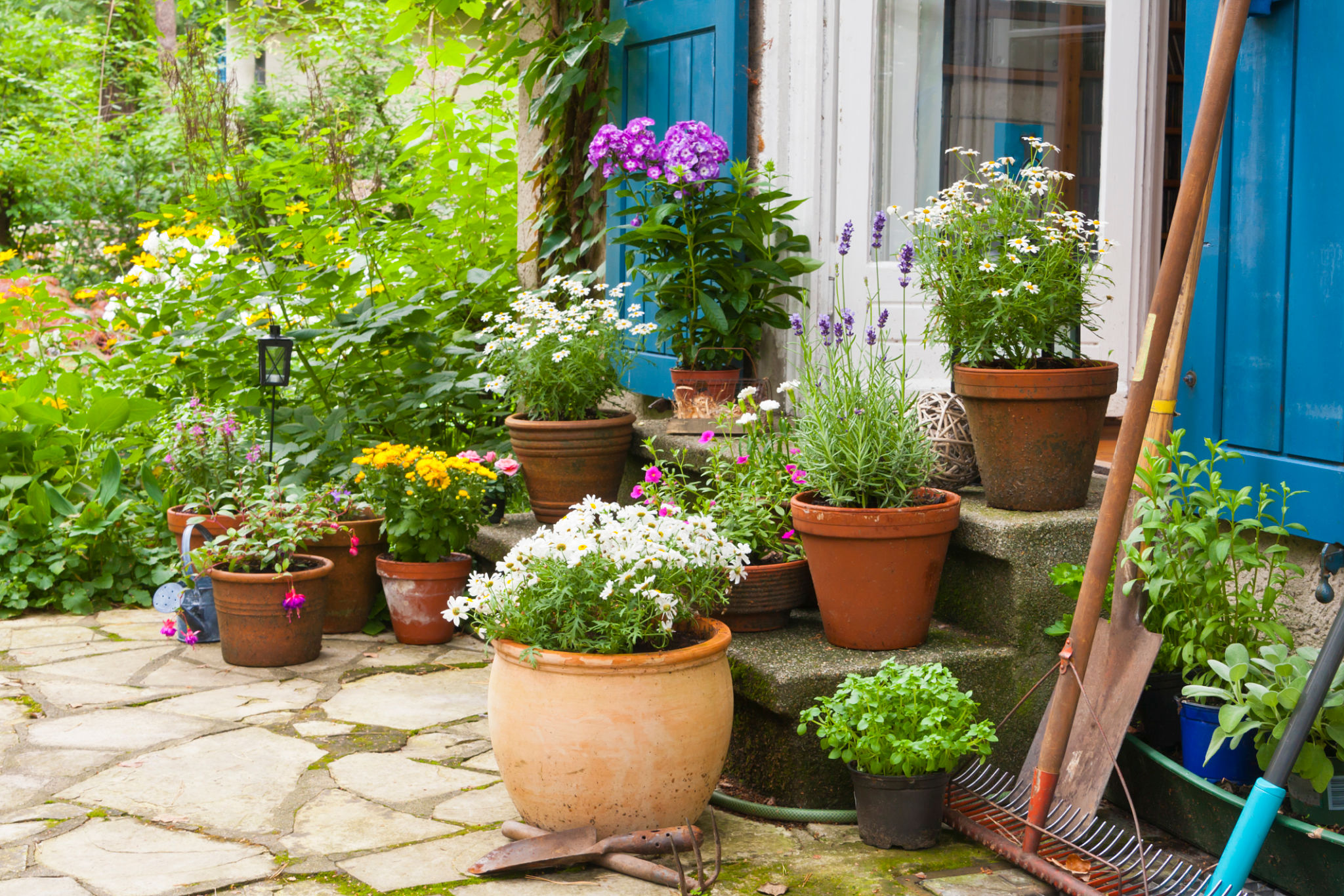 patio plants