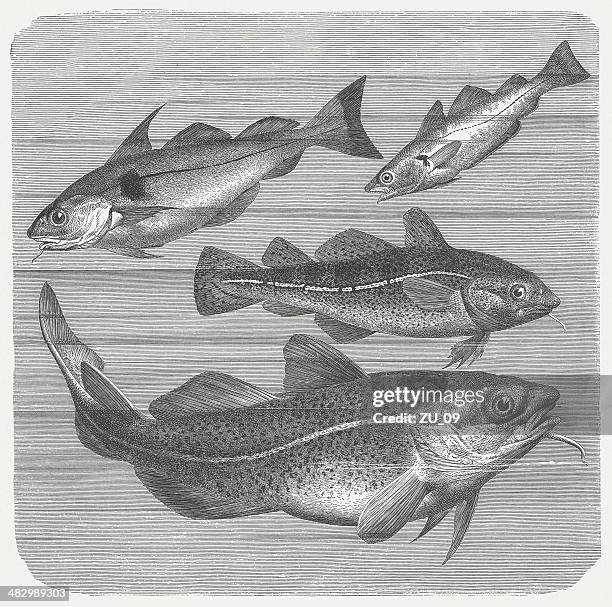 haddock, whiting and codfishes, wood engraving, published in 1884 - haddock stock illustrations