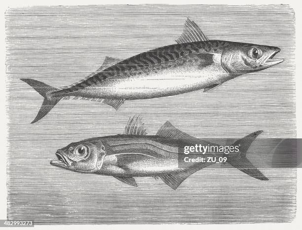 stockillustraties, clipart, cartoons en iconen met mackerels - trachurus trachurus