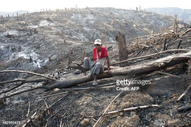 Worker rests on the remains of burnt teak tree in Bago region on April 5, 2014. Myanmar accounts for nearly one third of the world's total teak...
