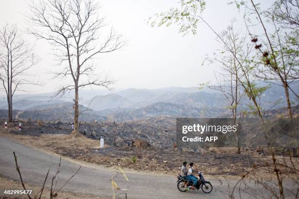 People ride a bike past burnt a teak tree forest in Bago region on April 5, 2014. Myanmar accounts for nearly one third of the world's total teak...