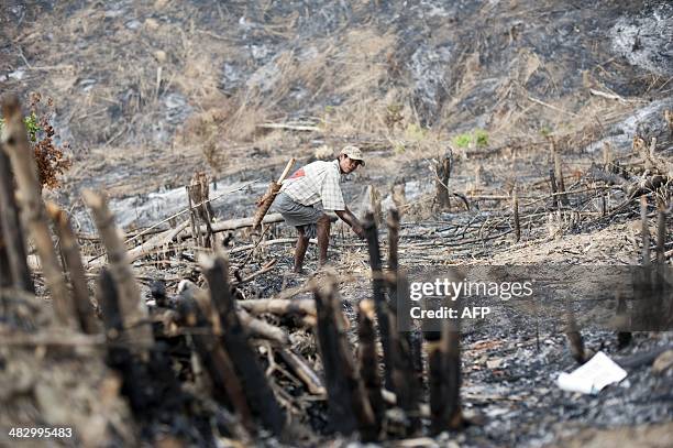 Worker collects burnt teak trees in Bago region on April 5, 2014. Myanmar accounts for nearly one third of the world's total teak production. AFP...