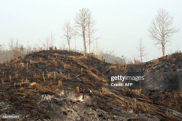 Workers cut the remains of a teak tree in Bago region on April 5, 2014. Myanmar accounts for nearly one third of the world's total teak production....