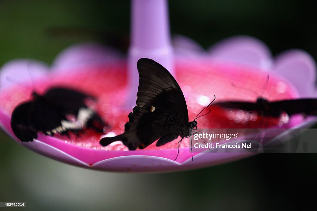 General Views of Dubai Butterfly Garden