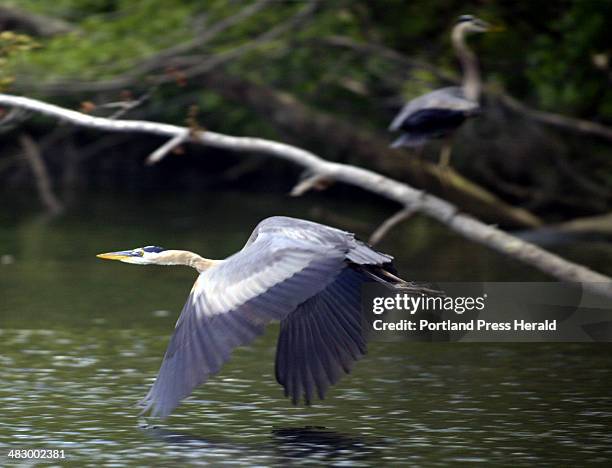 Staff Photo by Herb Swanson, Wednesday, June 30, 2004: A great blue heron flies down the Androscoggin River while another stands quietly on the...