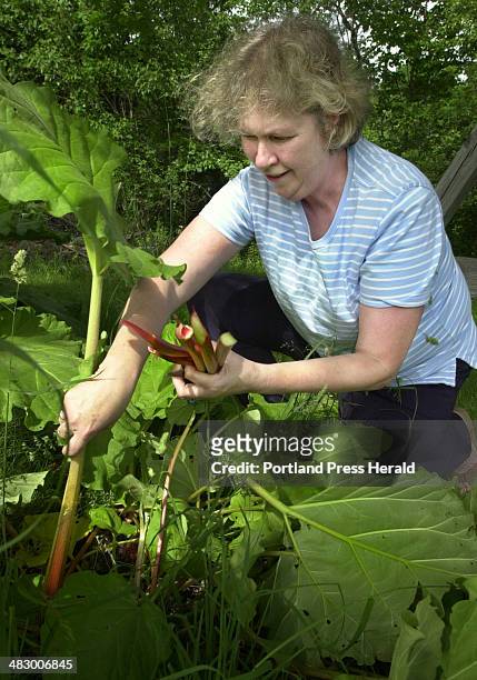 Staff Photo by Jill Brady, Friday, June 18, 2004: Leslie Fitzgerald of Cumberland picks rhubarb that she makes homemade scones with to sell at...