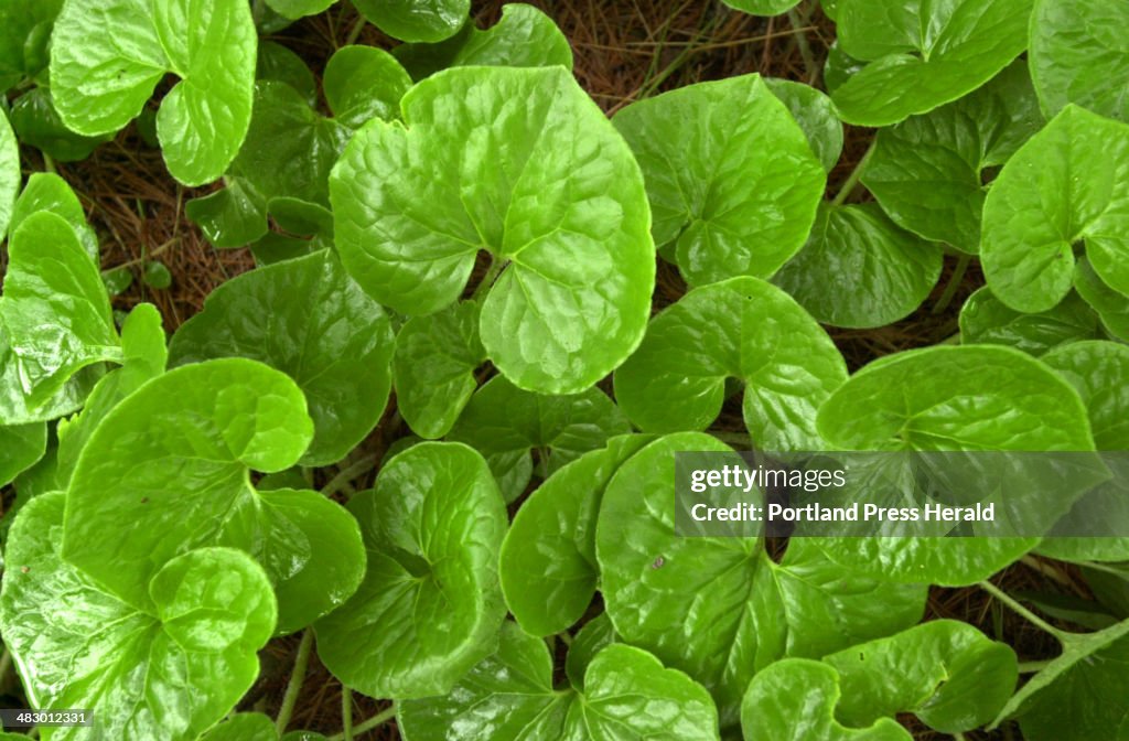 Asarum Canadense/Canadian Ginger, a Maine native plant.