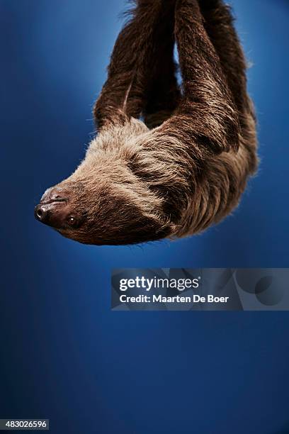 Ambien, one of the furry sloth stars of PBS' 'Nature's Miracle Orphans' poses in the Getty Images Portrait Studio powered by Samsung Galaxy at the...