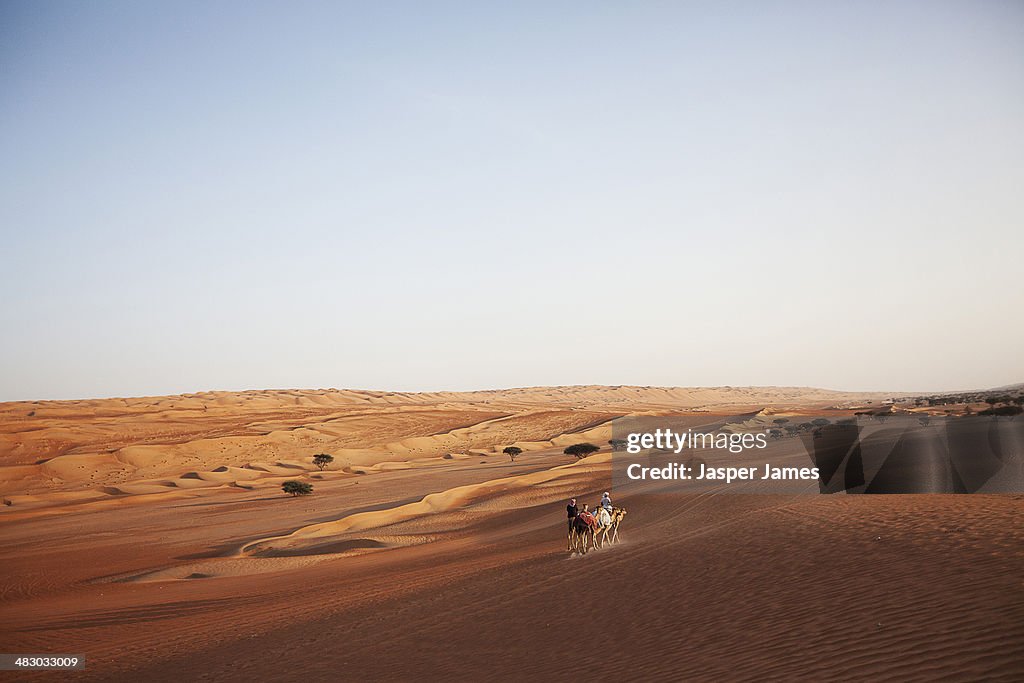 Camel's in the desert in Oman