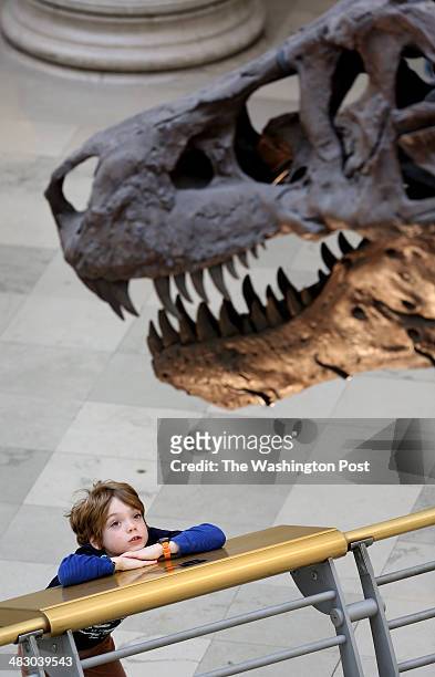 Visitors to the Field Museum of Natural History in Chicago, Illinois admire Sue, one of the largest, most extensive and best-preserved Tyrannosaurus...