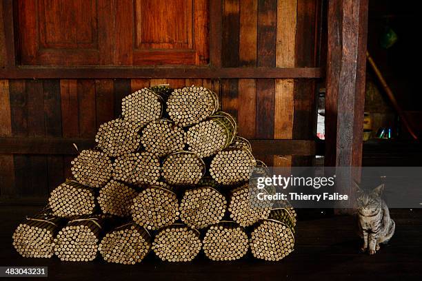 Cat sits besides a batch of cheroots, the traditional Myanmar cigar, in a cheroot workshop on Inle Lake.