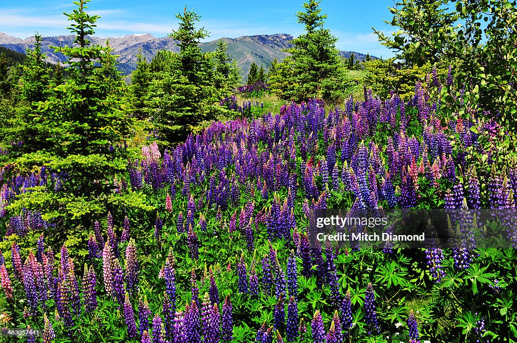 Mountain lupines