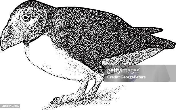 puffin with funny expression. - puffin stock illustrations
