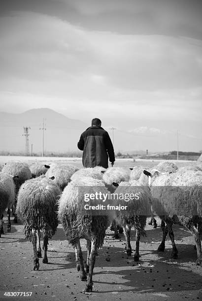 herdsman - hairy back man stockfoto's en -beelden