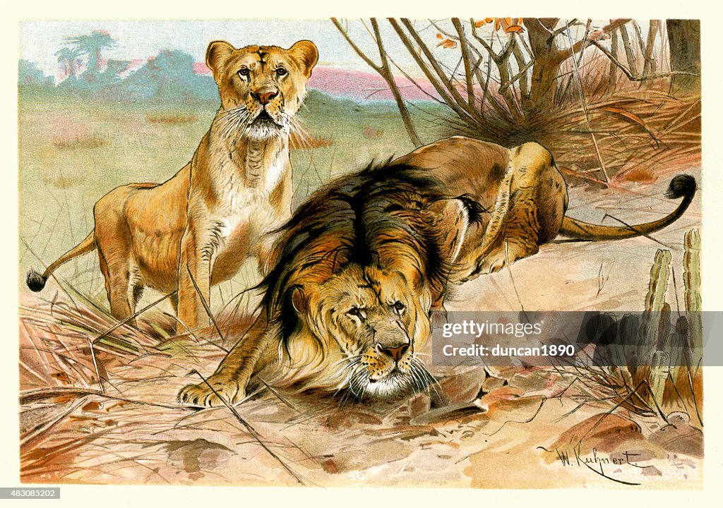 Vida selvagem africana-leão e Leoa