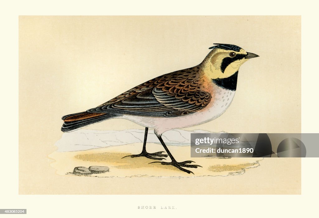 Birds - Shore lark - Eremophila alpestris